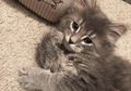Maine Coon Bisa Tumbuh Hingga 1 Meter, Lihat Foto-Foto Anak Maine Coon, yuk!