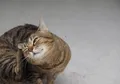 Tak Perlu Panik, Lakukan Hal Ini Kalau Kucing Terkena Kutu