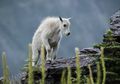 Kambing Gunung Melompat dengan Lincah di Puncak Gunung, Apa Rahasianya?