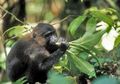 Unik, Kera Hitam Sulawesi Punya Kepala Suku, lo! Pernah Lihat?