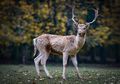 Wah, Rusa di 24 Negara Bagian Amerika Terkena Virus Rusa Zombie!