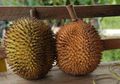 Bukan Durian, Inilah Pampakin si Kembaran Durian! Pernah Coba?