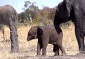 Sedih, Ada Gajah Tanpa Belalai! Bisakah Ia Bertahan Hidup?