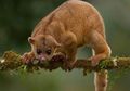Selain Sun Bear, Ada Beruang Madu Lainnya, lo! Kinkajou Namanya!