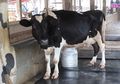 Suka Makan Daging dan Minum Susu Sapi? Lihat Fakta Uniknya, yuk!