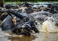 Kerbau Rawa di Kalimantan Selatan, Kerbau yang Jago Berenang