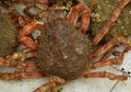 Yuk, Lihat Bagaimana Proses Kepiting Berganti Cangkang!