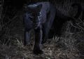 Wah, Tim Ilmuwan Berhasil Memotret Leopard Hitam yang Langka