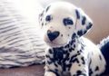 Wiley, Anjing Dalmatian yang Punya Hidung Unik Seperti Bentuk Hati