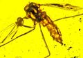 Ditemukan Fosil Nyamuk yang Mungkin Membawa Penyakit Malaria di Zaman Dinosaurus