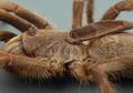Wah, Ditemukan Tarantula yang Punya Tanduk di Bagian Punggung
