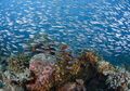 Coral Triangle, Kawasan Karang Luas yang Jadi Tempat Tinggal Banyak Hewan Laut