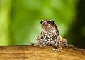Seekor Katak Spesies Baru Ditemukan di Sebuah Kubangan di India
