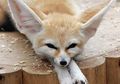 Rubah Fennec Punya Telinga yang Sangat Besar, Untuk Apa, ya?