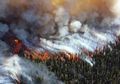 3 Kebakaran Hutan Terdahsyat, Salah Satunya Terjadi di Indonesia