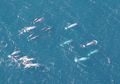 Unicorn Juga Ada di Laut, lo! Paus Narwhal Namanya, Pernah Tahu?