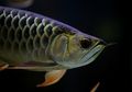 Ikan Arwana Salah Satu Ikan Akuarium Termahal di Dunia, Kenapa, ya?
