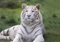Apakah Harimau Putih adalah Spesies yang Berbeda? #AkuBacaAkuTahu