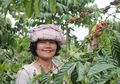 Sidikalang, Kota Penghasil Kopi Primadona di Sumatera Utara
