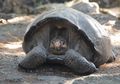 Setelah Lebih dari 1 Abad, Kura-Kura Raksasa Kembali Ditemukan di Galapagos