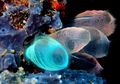 Ini Dia Sea Squirt, Hewan Laut Berukuran Kecil yang Bisa Menyaring Plastik di Laut