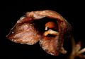Anggrek Hantu yang Beraroma Busuk