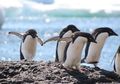 Ribuan Anak Penguin Mati Kelaparan