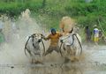 Pacu Jawi, Balapan Sapi di Atas Sawah