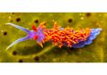 7 Fakta Unik Siput Laut Warna-warni