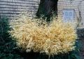 Pohon Juga Ada yang Albino