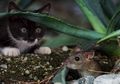 Mengapa Kucing Sering Membawa Hewan Mati ke Rumah?