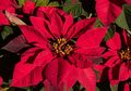 Kastuba, Si Bunga Natal