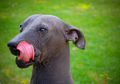 Xoloitzcuintli, Anjing Tak Berbulu di Film Animasi Coco