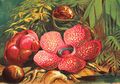 5 Fakta Seputar Bunga Rafflesia Arnoldii