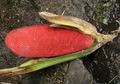 Buah Merah, Buah Asli Papua yang Banyak Manfaatnya