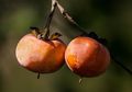 Asal-usul Buah Kesemek, Si Buah Genit