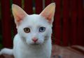 Heterochromia, Kelainan yang Membuat Warna Mata Berbeda Sebelah