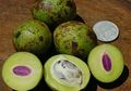 Berkenalan dengan Pohon Gandaria, Flora Identitas Provinsi Jawa Barat