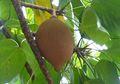 Mengenal Buah Kepayang yang Bikin Orang Mabuk Kepayang