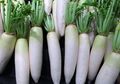 Sayur ini Jarang Dikonsumsi, Padahal Memiliki Banyak Manfaat bagi Tubuh