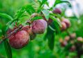 Buah Plum, Buah yang Baik untuk Kesehatan Otak