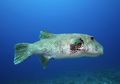 Mengenal Ikan Buntal yang Beracun. Tetapi Dapat Dimakan, Lo.