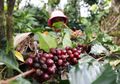 Kopi Kintamani yang Disukai Wisatawan