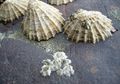 Siput Laut Ini Bisa Menahan Beban 1.500 Kilogram
