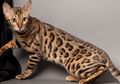Kucing Bengal yang Mirip Leopard