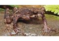 Katak Sigale Gale dari Sumatera