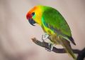 Beo, Burung Cerdas yang Bisa Meniru Gaya Bicara Manusia