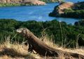 Berkunjung ke Taman Nasional Komodo