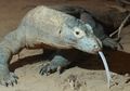 Kehebatan Tubuh Komodo