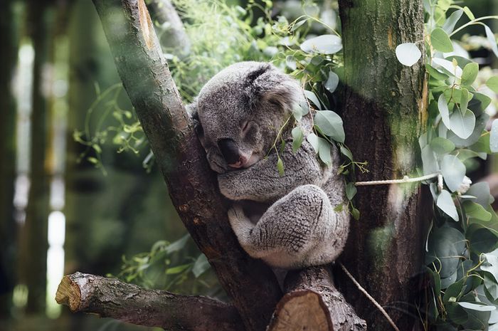Koala Tidur Selaam Jam Dalam Sehari Pixabay Stocksna Koala Tidur Selaam Jam Dalam Sehari Pixabay Stocksna